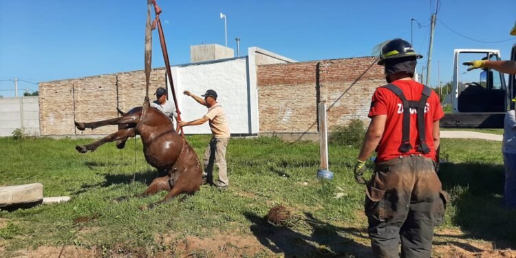 Con una grúa tuvieron que rescatar a un caballo caído en un pozo