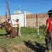 Con una grúa tuvieron que rescatar a un caballo caído en un pozo