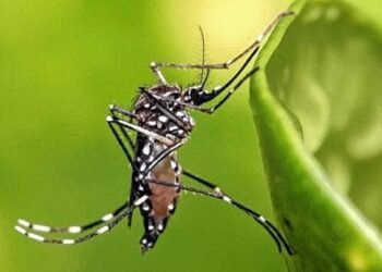 El dengue llegó a 45 muertes y 65 mil contagios, pero comenzó a «amesetarse»                                                                                                                                                                                                                                                                                                                                                                                                                                                                                                                                                                                                                                                                                                                                                                                                                                                                                                                                                                                                                                                                                                                                                                                                                                                                                                                                                                                                                                                                             El dengue llegó a 45 muertes y 65 mil contagios, pero comenzó a «amesetarse»