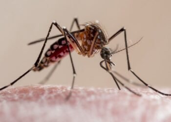 Santa Fe: ¿Cuantas localidades tienen circulación viral de dengue?