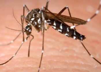 Avance del virus Dengue en el sur provincial: confirman caso “sin nexo” en Firmat y dos en Los Quirquinchos