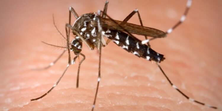 Avance del virus Dengue en el sur provincial: confirman caso “sin nexo” en Firmat y dos en Los Quirquinchos