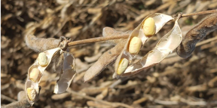 Los rindes de la cosecha gruesa en la región siguen por debajo de lo esperado