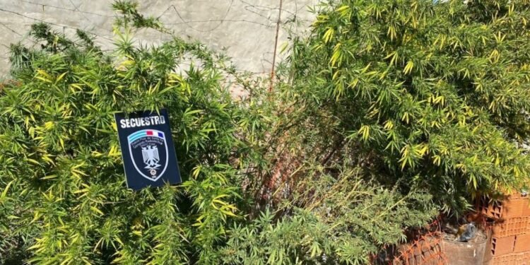 Santo Tomé Amenazó a una mujer, lo fueron a detener y hallaron plantas de marihuana en su casa