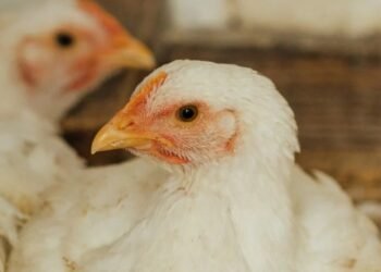 Según la OMS Se registró la primera muerte por gripe aviar H3N8 en China