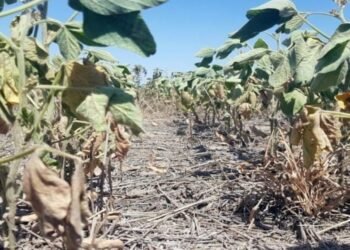 Por la sequía, el Estado dejó de recaudar $ 580.000 millones