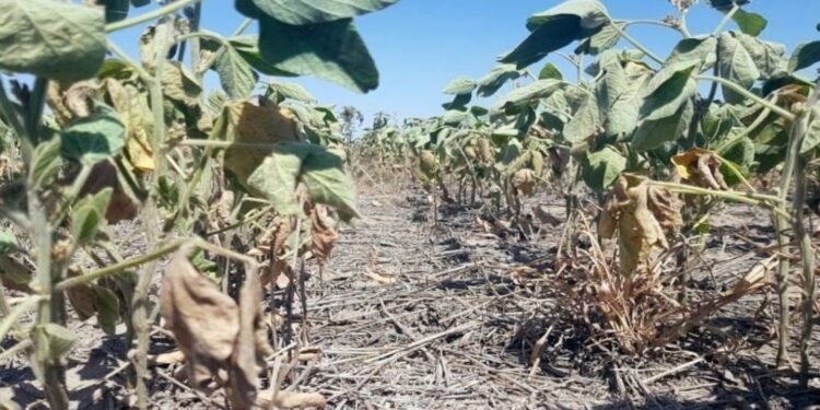 Por la sequía, el Estado dejó de recaudar $ 580.000 millones