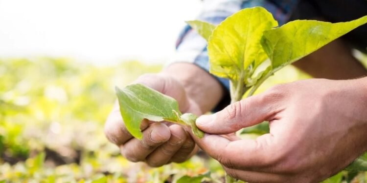 Sin prórroga Con ingresos menores a los previstos termina esta semana el programa «Dólar Soja 3»