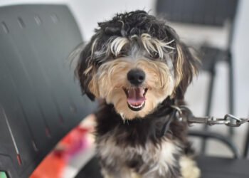 La Comisión de Salud Animal aprobó un protocolo exceptuado y transitorio al REMA