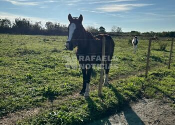 Ya funcionan los corrales municipales con 91 caballos registrados