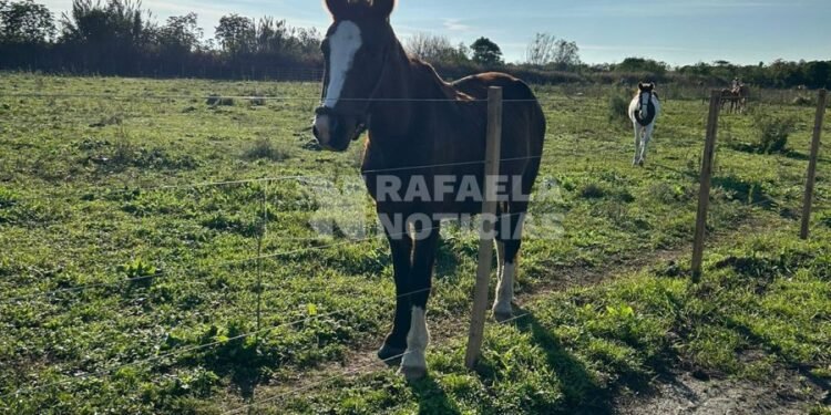 Ya funcionan los corrales municipales con 91 caballos registrados