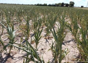 Emergencia Agropecuaria: recomiendan la prórroga hasta marzo de 2024