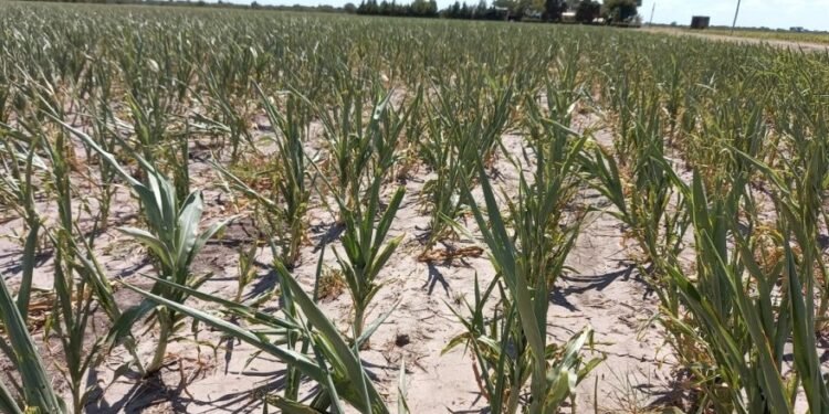 Emergencia Agropecuaria: recomiendan la prórroga hasta marzo de 2024