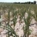 Emergencia Agropecuaria: recomiendan la prórroga hasta marzo de 2024
