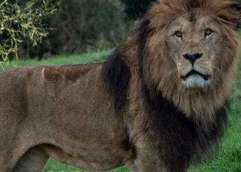 Caos Liberaron tres leones en medio de los disturbios en Francia por la muerte del joven