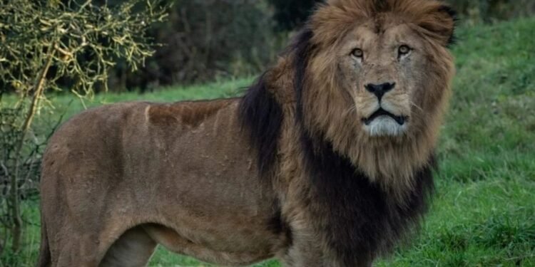 Caos Liberaron tres leones en medio de los disturbios en Francia por la muerte del joven