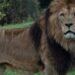 Caos Liberaron tres leones en medio de los disturbios en Francia por la muerte del joven