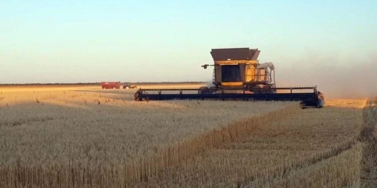 Optimismo El 74 % de los productores agropecuarios creen que su situación mejorará en los próximos meses