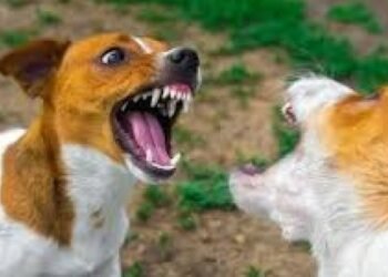 Pelea entre dos perros generó una disputa familiar