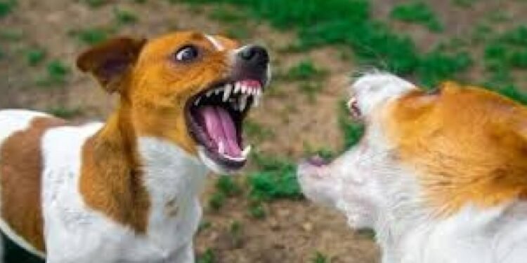 Pelea entre dos perros generó una disputa familiar