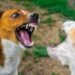 Pelea entre dos perros generó una disputa familiar