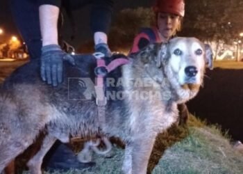 Bomberos rescató a un perro que estaba atrapado
