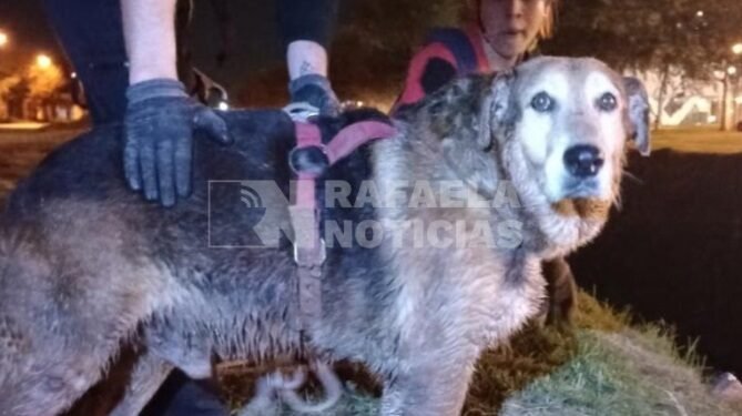 Bomberos rescató a un perro que estaba atrapado