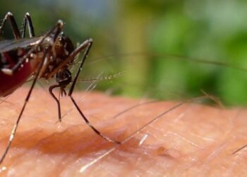 Santa Fe superó los 20 mil casos de dengue