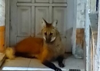 Desafío urbano: Aguará Guazú suelto en Av. Brasil