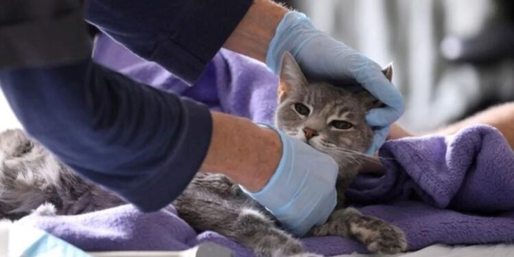 Epidemia Alertan por un virus que causó la muerte masiva de gatos en Chipre