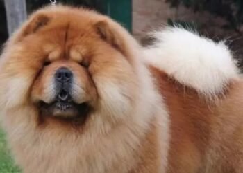 En Córdoba Una mujer fue atacada por el perro de su cuñada