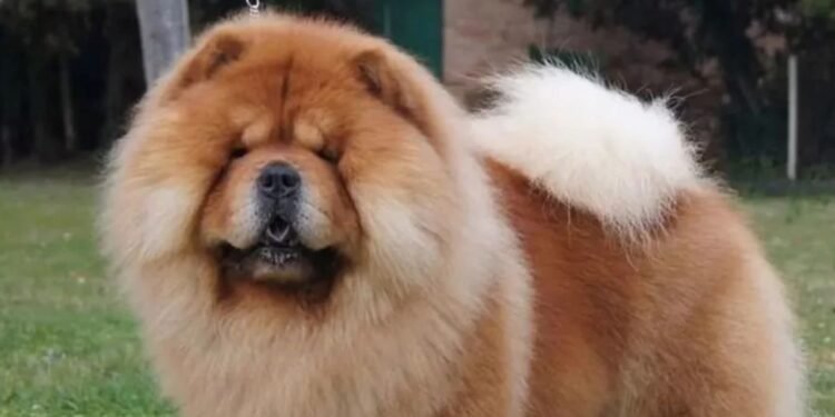 En Córdoba Una mujer fue atacada por el perro de su cuñada