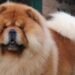 En Córdoba Una mujer fue atacada por el perro de su cuñada