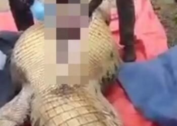 Estaba desaparecido En Malasia matan a un cocodrilo para sacar a un hombre que se tragó