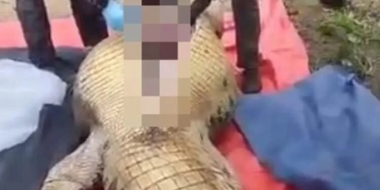 Estaba desaparecido En Malasia matan a un cocodrilo para sacar a un hombre que se tragó