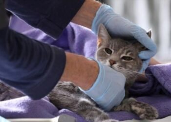 Epidemia Alertan por un virus que causó la muerte masiva de gatos en Chipre