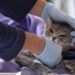 Epidemia Alertan por un virus que causó la muerte masiva de gatos en Chipre