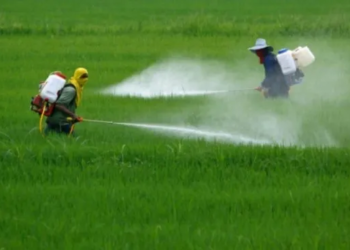 Glifosato: el organismo de la UE aseguró que no conlleva un riesgo «crítico» para la salud