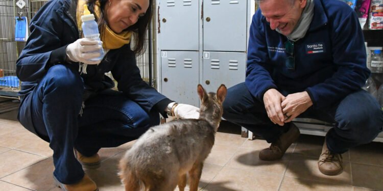 Rescataron cinco pumas, un guazuncho y una gallareta