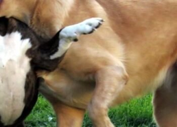 Un hombre terminó herido al intervenir en una pelea de perros