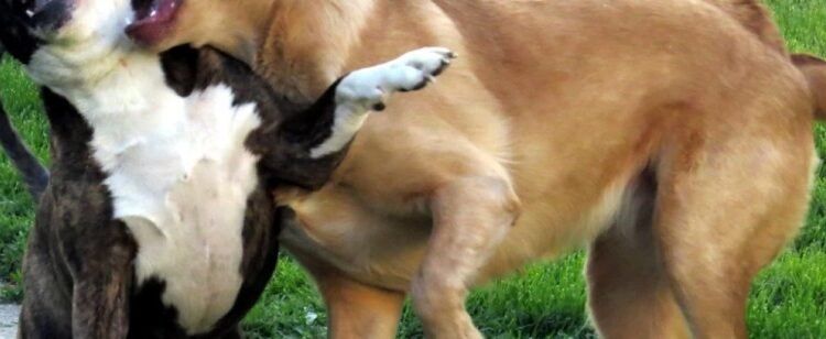 Un hombre terminó herido al intervenir en una pelea de perros