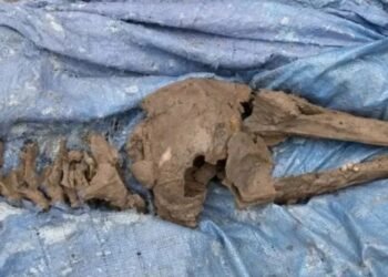 De 8.000 años Escocia: descubrió fósiles prehistóricos mientras instalaba una pileta