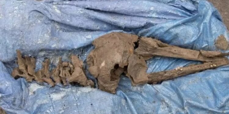 De 8.000 años Escocia: descubrió fósiles prehistóricos mientras instalaba una pileta