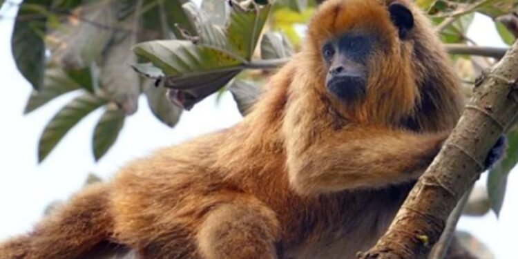 En alarma Casos de fiebre amarilla en el sur de Brasil genera preocupación en Misiones y Corrientes