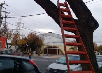 En una localidad de Santa Fe los partidos políticos deberán donar un árbol por cada cartel o pasacalle que coloquen