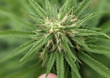 Se registró la primera variedad de semilla de cannabis de la provincia