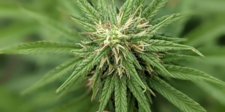 Se registró la primera variedad de semilla de cannabis de la provincia