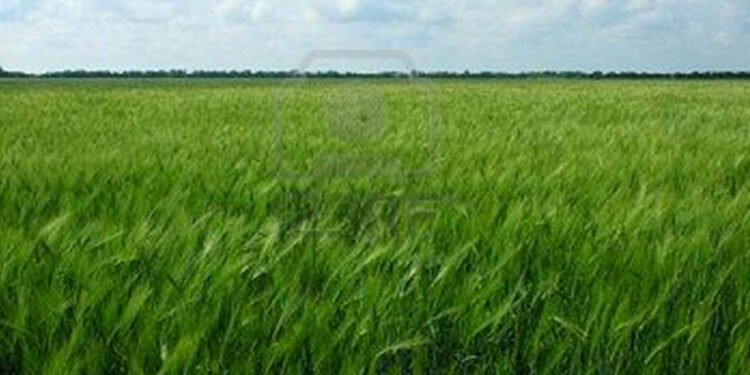 Aunque evolucionan bien, los cultivos de trigo en la región ya demandan lluvias