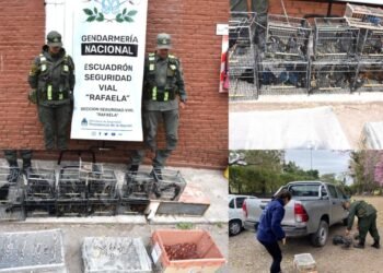 Rescataron más de 100 aves transportadas de manera ilegal
