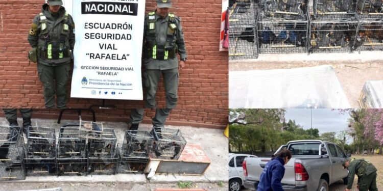Rescataron más de 100 aves transportadas de manera ilegal